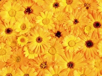 The Beautiful Yellow Flowers Wallpaper And Image