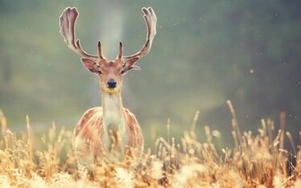 Deer Desktop Wallpaper