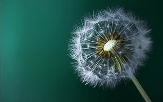 Dandelion Painting Macro Wallpaper HD With