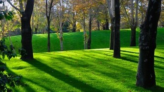 Green Nature Wallpaper