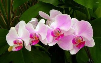 Pink Orchids Wallpaper Flower