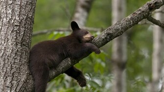 Black Bear Sleeping Wallpaper