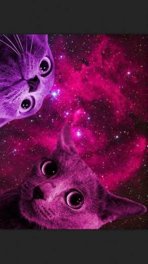 Space Cats