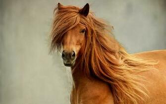 Wild Horse 4u Wallpaper