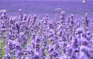 Wallpaper Field Flowers Background Widescreen