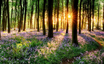 Spring Grass On Sunset 4k Ultra HD Wallpaper