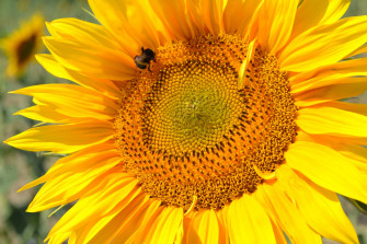 Sunflower Aesthetic Wallpaper