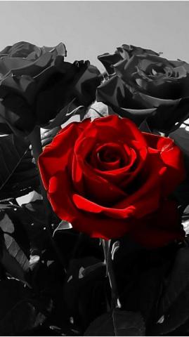 Black Rose Wallpaper Enjpg