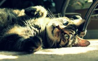 Cat Play With Me S Background Wallpaper