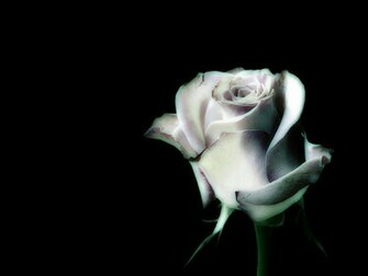 Stunning Wallpaper HD Black And White For Desktop Adorning Design