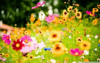 Summer Flowers Wallpaper And Make This For