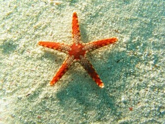 Tag Starfish Wallpaper Background Photos Image Andpictures For