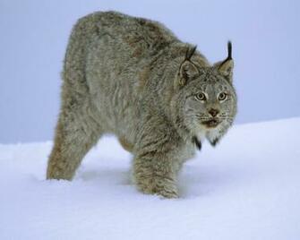 Winter Hunting Animal Pictures Photos In Resolution