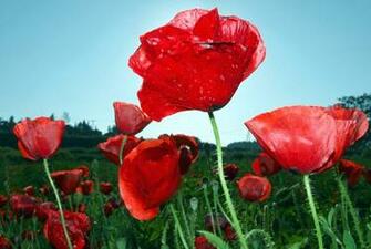 Red Poppy Wallpaper