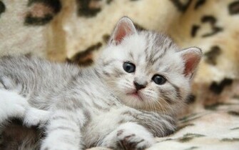 Cats Wallpaper Beautiful Cat