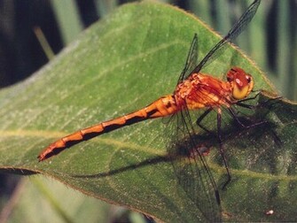 Dragonfly Wallpaper
