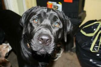 Labrador Retriever Wallpaper
