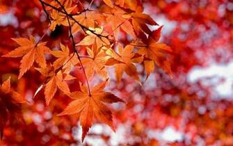Red Leaves Wallpaper