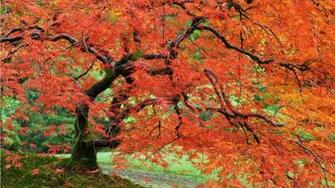 Japanese Maple Wallpaper