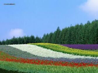 Farm Scene Photography No Desktop Wallpaper Wallcoo Net