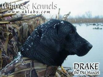 Wildrose Kennels Montly Retriever Wallpaper