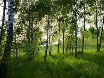 Wallpaper Nature Birch Tree