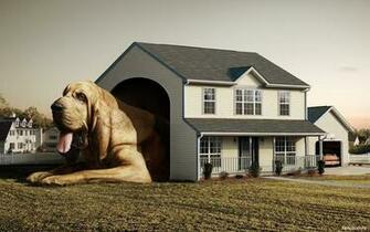 Cool Dog House Best Funny Wallpaper Share This
