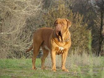 Dogue De Bordeaux In The Woods Wallpaper And Image