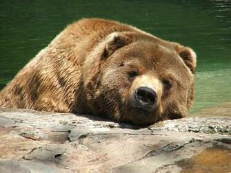 Kodiak Bear Graphics Code Comments Pictures