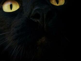 Black Cat Wallpaper