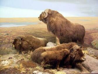 Desktop HD Wallpaper S American Bison