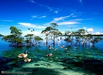 National Geographic Photo Wallpaper Densus