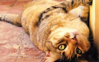 Fat Cat Wallpaper And Image Pictures Photos