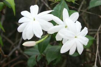 Jasmine Flower Wallpaper HD