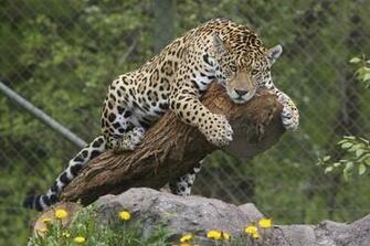 Animal Jaguar Wallpaper