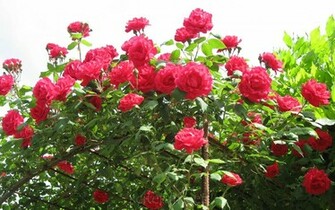 Most Beautiful Flower Wallpaper
