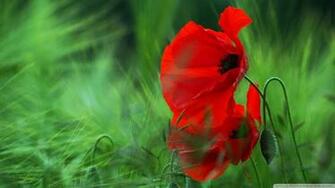 Red Poppy Wallpaper