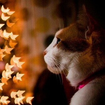 Christmas Pets iPad Wallpaper Cats