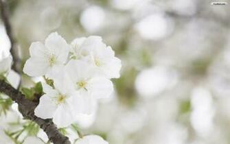 Deanne Morrison White Flower Background