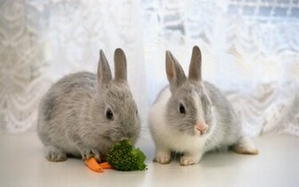 Cute Bunnies Desktop Pc And Mac Wallpaper