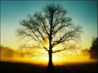 Cool Light Sun Tree Wallpaper