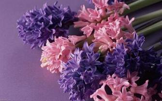 Purple Pink Lilies Flower Wallpaper Flowers Bloom Floral