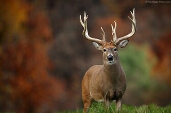 Monster Whitetail Bucks Buck Picture