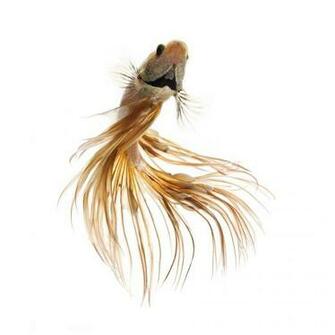 iPhone 6s Announced With Betta Background Live Tropical Fish