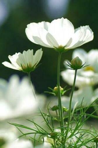 Daisy Blossom iPhone HD Wallpaper