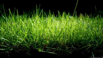 Best Nature Wallpaper Grass I