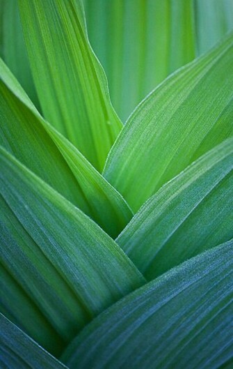 Green Grass Wallpaper Pretty Pictures
