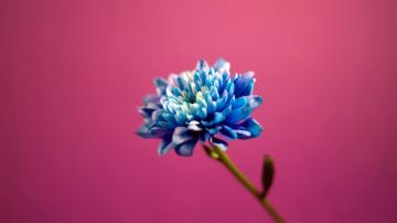 These Pink Wallpaper Every Engineer Girl Will Love