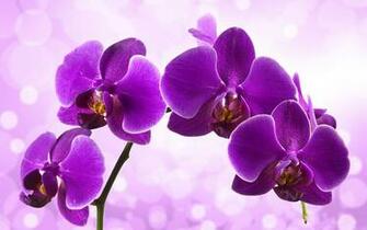 Orchidee HD Wallpaper Cuadros Decorativos De Orquideas