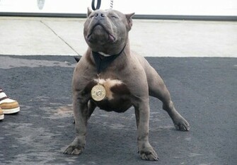 HD Wallpaper Pitbull Dog